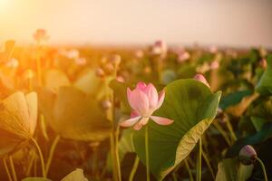 Sonnenaufgang im das Feld von Lotusblumen, Rosa Lotus Nelumbo Nucifera swa foto