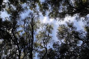 natürlich Grün abstrakt Hintergrund.Baum Geäst und Blätter schließen hoch. foto