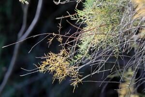 natürlich Grün abstrakt Hintergrund.Baum Geäst und Blätter schließen hoch. foto