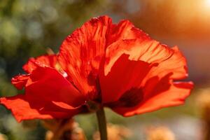 Blütenstand von rot dekorativ Mohn Blume auf das Hintergrund von Grün im das Blume Garten auf ein sonnig Frühling Tag foto