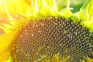 reif Sonnenblume mit schwarz Saat Nahansicht auf das Feld. foto