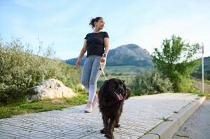 selektiv Fokus auf ein reinrassig Stammbaum schwarz Cocker Spaniel Hund Haustier Sein ging auf Leine draußen, gegen Berge Natur Hintergrund. spielen Haustiere. Menschen, Natur und Tiere Konzept foto