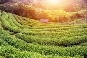 Luftbild schöne Landschaft Grüntee-Plantage auf Doi Ang Khang Chiang Mai Thailand. foto