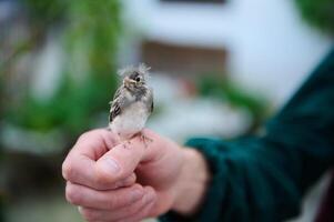 Nahansicht Aussicht von ein klein Baby Vogel Sitzung im das Hände von ein Mann. Menschen und Tiere Themen foto