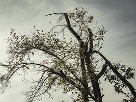 Silhouette eines Baumes gegen den Himmel. foto