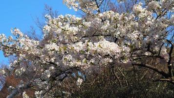 weiße Kirschblüten. Sakura-Bäume in voller Blüte in Meguro Ward Tokyo Japan foto