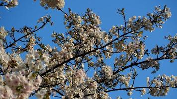 weiße Kirschblüten. Sakura-Bäume in voller Blüte in Meguro Ward Tokyo Japan foto