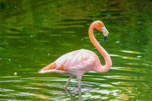 Rosa Flamingos thront im ein Teich 6 foto