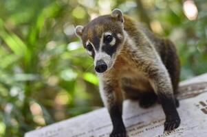 Porträt von ein Coati im es ist natürlich Umgebung foto