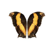 Lurcher Schmetterling Flügel isoliert auf Weiß Hintergrund foto