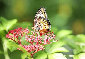 Leopard Florfliege Schmetterling auf rot Blume foto