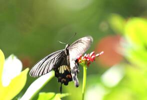 Papilio istwara, großartig Helen schön schwarz Schmetterling auf rot Blumen mit Grün verschwommen Hintergrund. foto