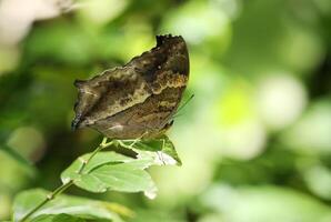 braun Lurcher Schmetterling auf Grün Blatt foto