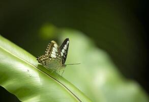 Parthenos Sylvia Schmetterling auf Grün Blatt mit verschwommen Hintergrund foto