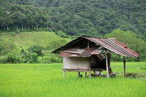 oben Aussicht von Terrasse Reis Feld mit alt Hütte beim nan Provinz, thailand foto