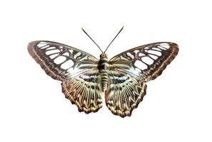 Parthenos Sylvia Schmetterling isoliert auf Weiß Hintergrund foto