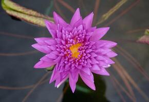 oben Aussicht von violett Seerose Blume foto