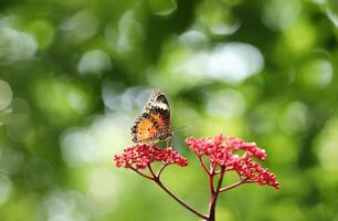 Leopard Florfliege Schmetterling auf rot Blume mit Grün Bokeh Hintergrund foto