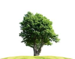 grüner Baum lokalisiert auf weißem Hintergrund foto