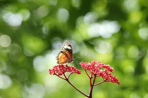 Leopard Florfliege Schmetterling auf rot Blume mit Grün Bokeh Hintergrund foto