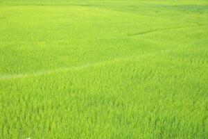 Grün Paddy Feld beim Landschaft im nan Provinz, Nord von Thailand. foto