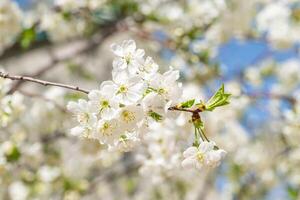 Kirschbaumblüte foto