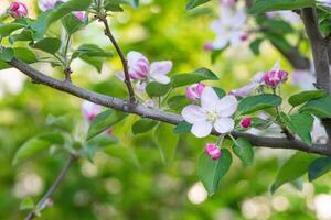 Apfel Blumen blühen foto