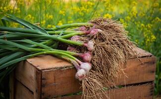 frisch Knoblauch, geerntet direkt von das Garten, ist ein natürlich Produkt foto