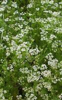 Koriander blüht im das Garten foto