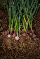 frisch Knoblauch, geerntet direkt von das Garten, ist ein natürlich Produkt foto