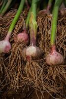 frisch Knoblauch, geerntet direkt von das Garten, ist ein natürlich Produkt foto