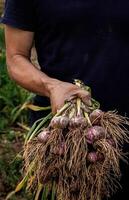 ein Farmer hält ein Bündel von frisch gepflückt Knoblauch im seine Hände, ein gesund Essen Konzept foto