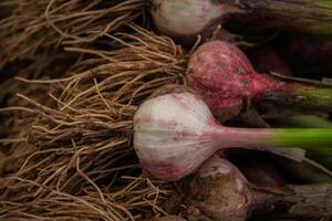 frisch Knoblauch, geerntet direkt von das Garten, ist ein natürlich Produkt foto