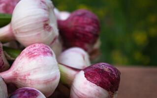 frisch Knoblauch, geerntet direkt von das Garten, ist ein natürlich Produkt foto