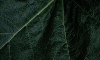 Foto Hintergrund von Pflanze Blätter, kreativ Arbeit