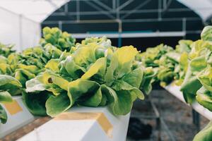 Frau Gärtner inspiziert Qualität von Grün Eiche Grüner Salat im Gewächshaus Gartenarbeit. weiblich asiatisch Gartenbau Farmer pflegen gesund Ernährung organisch Salat Gemüse im hydroponisch Landwirtschaft Bauernhof. foto