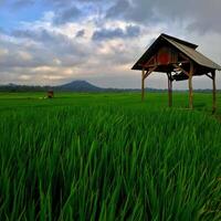 Reis Felder im das Morgen Licht. ländlich Gefühl Landschaft mit Senke im Nebel hinter Wald. foto