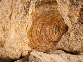 Nahansicht von ein versteinert Meer Schale Impressum im Kalkstein foto