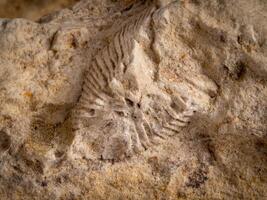 archäologisch uralt Fossil im Kalkstein foto