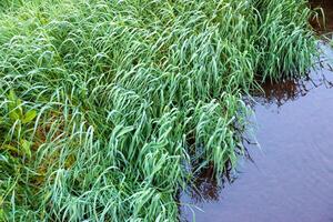 oben Aussicht von Grün Gras gekippt durch das Wind Über plätschern dunkel Wasser foto