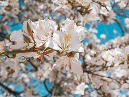 Nahansicht schön Weiß Bauhinia Blumen auf ein Baum im Frühling foto