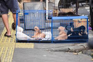 traurig Hund im Blau Käfig foto