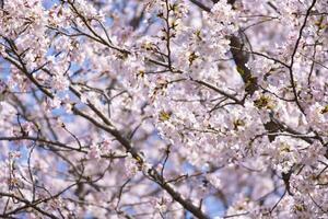 schön Strauß Rosa japanisch Kirsche Blüten Blume oder Sakura blühen auf das Baum Ast. klein frisch Knospen und viele Blütenblätter Schicht romantisch Flora im Botanik Garten. isoliert auf Blau Himmel. foto