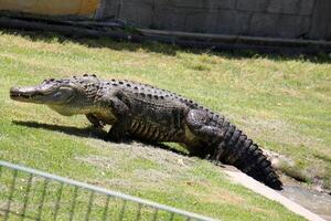 ein Krokodil Leben im ein Kindergarten im Nord Israel. foto