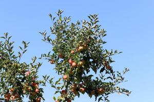 Ast von ein hoch Baum gegen ein Hintergrund von Blau Himmel. foto