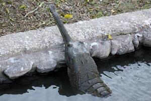 ein Krokodil Leben im ein Kindergarten im Nord Israel. foto