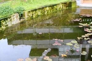 Grün Pflanzen und Blumen schließen hoch. abstrakt natürlich Hintergrund gemacht von Pflanzen und Blumen. foto