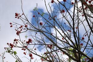 Ast von ein hoch Baum gegen ein Hintergrund von Blau Himmel. foto