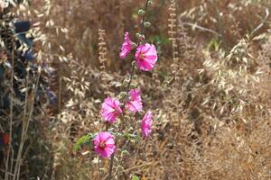 Grün Pflanzen und Blumen schließen hoch. abstrakt natürlich Hintergrund gemacht von Pflanzen und Blumen. foto