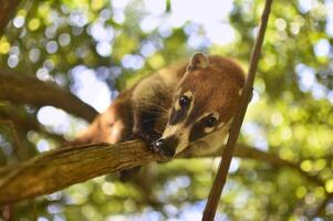 Nasenbär balanciert zwischen den Zweigen foto